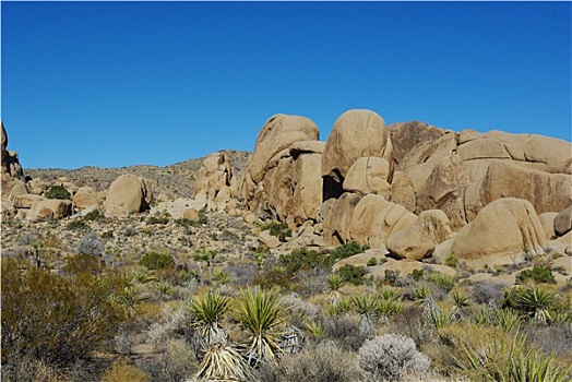 沙漠植物,岩石构造,约书亚树国家公园,加利福尼亚