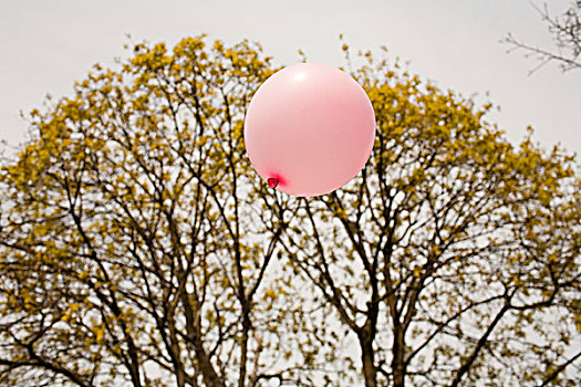 粉色,气球,漂浮,树