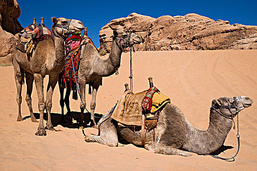 骆驼,等待,乘