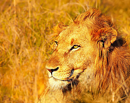 漂亮,野生,非洲狮
