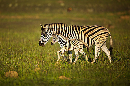 斑马,父母,小马,自然保护区,南非