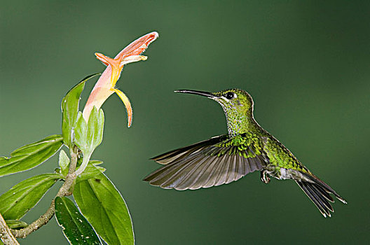 雌性,飞行,花,中心,山谷,哥斯达黎加,中美洲