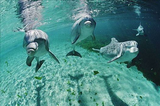 宽吻海豚,三个,水下,夏威夷