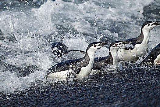 南极,南设得兰群岛,帽带企鹅,阿德利企鹅属,海浪,欺骗岛