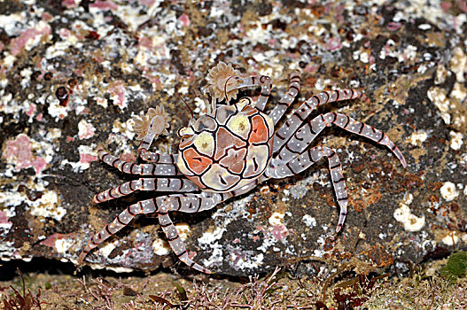 花纹细螯蟹