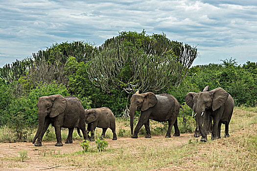 非洲象,牧群,伊丽莎白女王国家公园,乌干达,非洲