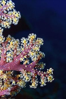 特写,彩色,软珊瑚,水下,米尔恩湾,巴布亚新几内亚