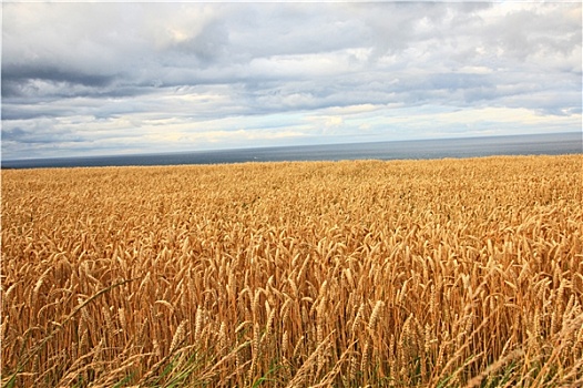 地点,小麦,夏天