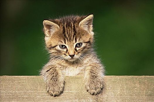 小猫,凝视,上方,栅栏