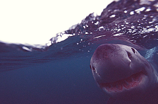 大白鲨,沙鲨属,南非,靠近