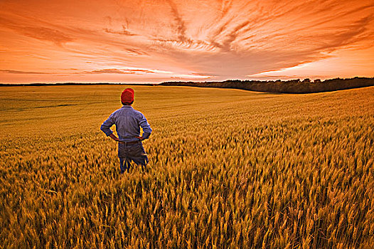一个,男人,上方,成熟,小麦,靠近,曼尼托巴,加拿大