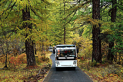 亚丁风景区里的原始森林和环保车