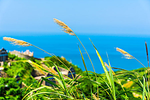 芦苇,枸杞岛,大海,山