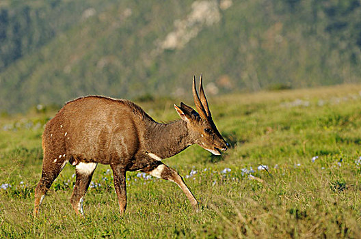 羚羊,成年,雄性,走,东开普省,南非