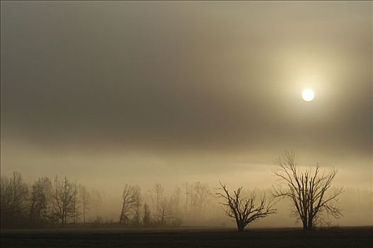 裸露,树,早晨,薄雾,巴伐利亚,德国