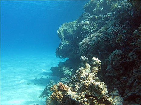 珊瑚礁,仰视,热带,海洋,蓝色背景,水,背景