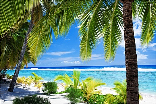 棕榈树,远眺,惊奇,蓝色泻湖,海滩