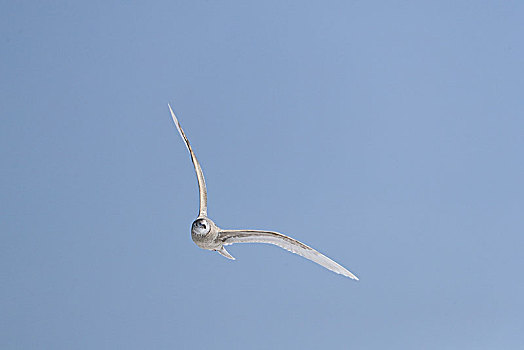 一只空中飞翔的北极鸥