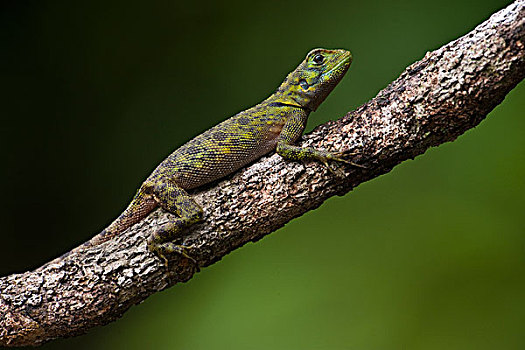 蜥蜴,雨林,圭亚那
