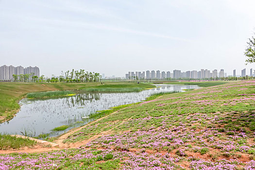 沙洋,湿地,风光