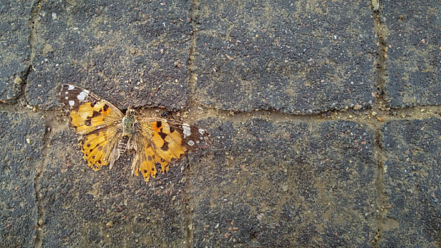 死,橙色,蝴蝶,公路