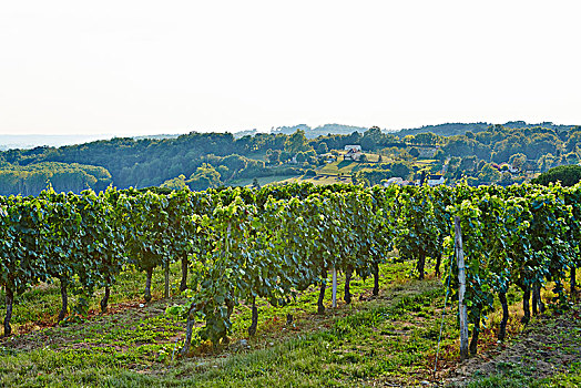酒用葡萄种植区,法国,欧洲