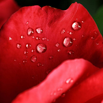 露珠,叶子,红玫瑰