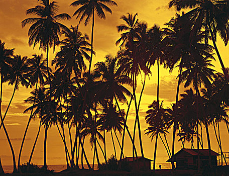 棕榈海滩,落日