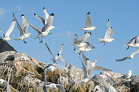 挪威,斯瓦尔巴群岛,斯匹次卑尔根岛,黑脚三趾鸥,三趾鸥,生物群,鸟窝,海岸
