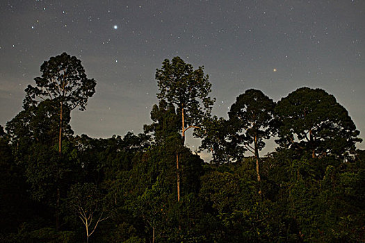 低地,雨林,夜晚,丹浓谷保护区,沙巴,婆罗洲,马来西亚