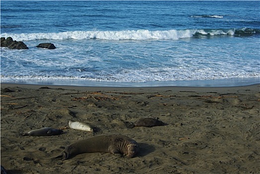 海狮,海滩,太平洋,加利福尼亚