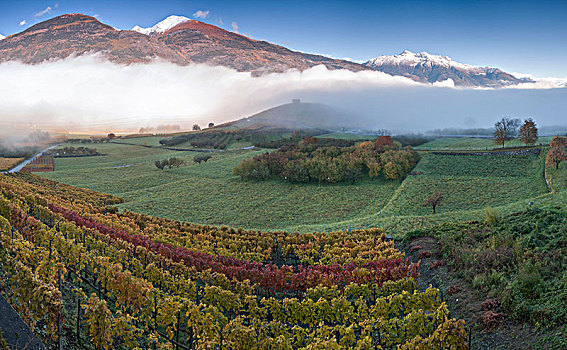 葡萄园,雾状,白天,秋天,奥斯塔谷,意大利