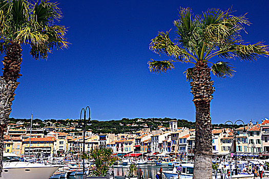 法国,普罗旺斯,港口,棕榈树