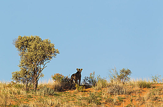 雌狮,狮子,雌性,暸望,沙丘,卡拉哈里沙漠,卡拉哈迪大羚羊国家公园,南非,非洲