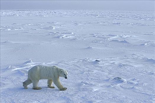 北极熊,冰,哈得逊湾,丘吉尔市,曼尼托巴,加拿大