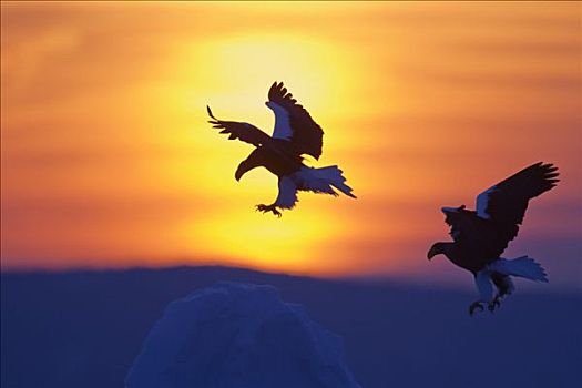 两个,鹰,日落