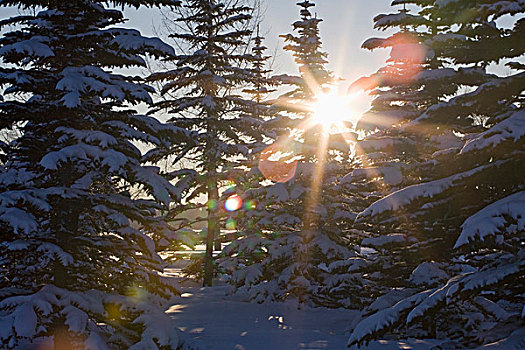 剪影,积雪,常青树,阳光乍现,卡尔加里,艾伯塔省,加拿大