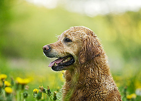 湿,金毛猎犬,母狗,草地,蒲公英,头像,巴登符腾堡,德国,欧洲