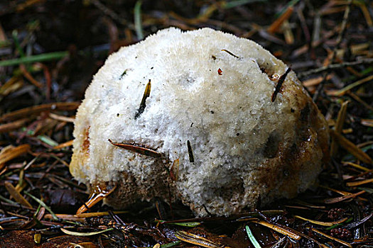 蘑菇,铅白色,上艾瑟尔省,荷兰