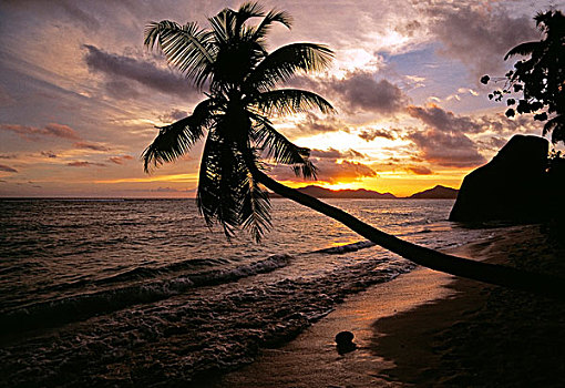 棕榈树,树,日落,梦幻爱情海滩,拉迪格岛,塞舌尔,非洲