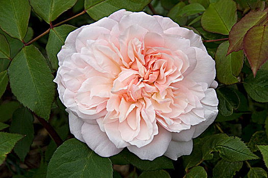 玫瑰,英国,特写,花,花园,汉普郡,英格兰,欧洲