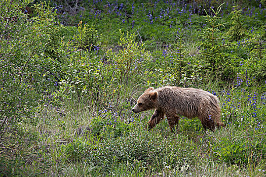 大灰熊,棕熊,一岁,克卢恩国家公园,育空,加拿大