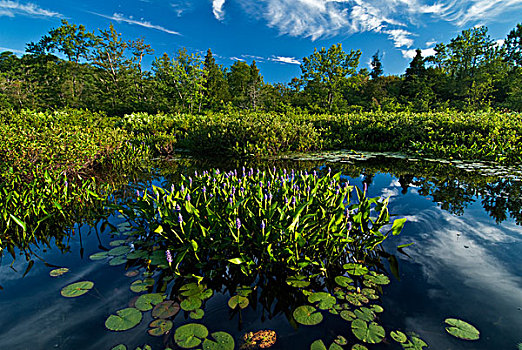 湿地生境,马掌,湖,区域,安大略省,加拿大