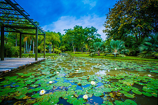 西双版纳中科院植物园