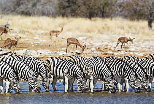 斑马,马,喝,水潭,放牧,黑斑羚,后面,埃托沙国家公园,纳米比亚,非洲
