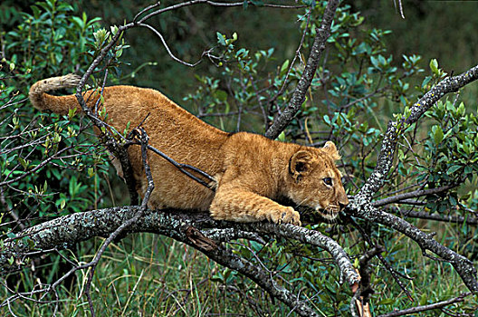 非洲狮,狮子,幼兽,玩,树上,肯尼亚