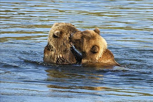 阿拉斯加,棕熊,两个,玩,幼仔,卡特麦国家公园,美国