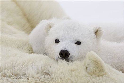 北极熊,3-4岁,老,幼兽,搂抱,身体,研究人员,脆弱,瓦普斯克国家公园,曼尼托巴,加拿大