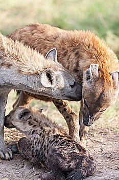 斑鬣狗,马赛马拉,家族,氏族,几个,幼兽,挨着,窝,问候,仪式,嗅,舔,区域,肯尼亚,非洲