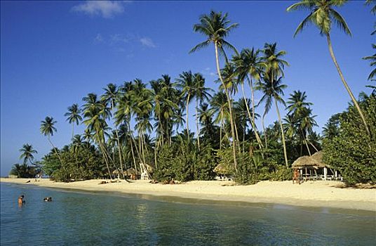 多巴哥岛,海滩,岛屿,特立尼达